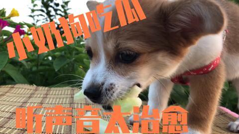 娱乐吃瓜菌狗狗